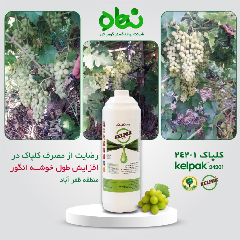 رضایت از مصرف کلپاک در افزایش طول خوشه انگور